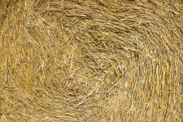 Golden straw closeup texture background