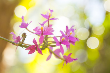 Fototapeta na wymiar Pink orchid in the sunlight