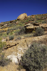 Sage brush and mesquite desert landscape
