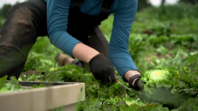 Young female farmer crouches in a field of greens on an organic farm, cuts off a bundle of lettuce, looks to the camera and laughs