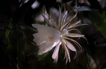 Die Königin der Nacht (Epiphyllum oxypetalum) Kaktus Pflanze,nachtblühende, mit bezaubernden, betörend duftenden, großen weißen Blüten vor schwarzem Hintergrund.