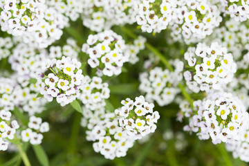 Garden of tiny white Allysum flowers