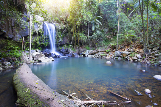 Curtis Falls Rainforest Waterfall Tamborine Mountain Queensland