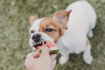 woman hand holding a piece of fruit watermelon. cute small dog eating watermelon. Outdoors.