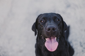 portrait outdoors of a beautiful black labrador sitting on the floor and looking at the camera. pets outdoors