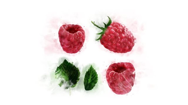 Animation of drawing Raspberry and its parts