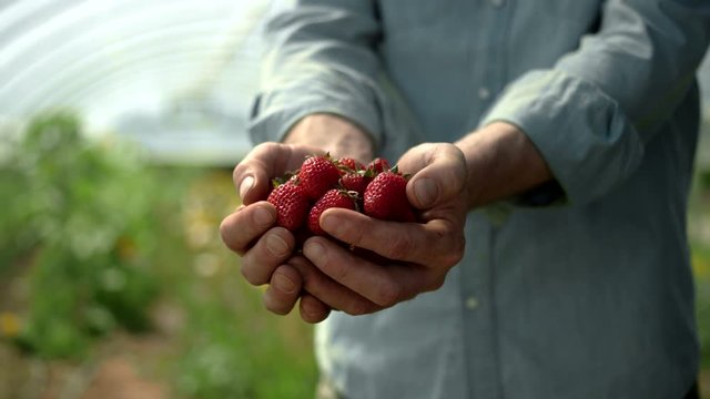 Close up shot of male hands pushing a bundle of strawberries towards the camera, into focus, and pulling them back out of focus