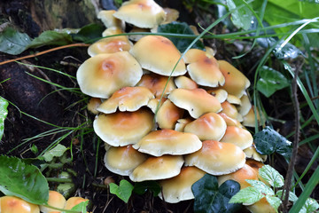 Mushrooms in the autumn forest. Close-up. Selective focus.