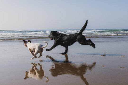 two happy dogs having fun at the beach. Running by the sea shore with reflection on the water at sunset. Cute small dog, black labrador. Summertime. Pets outdoors. LIfestyle. paw prints on sand