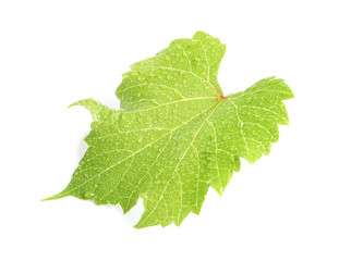 Fresh green grape leaf on white background