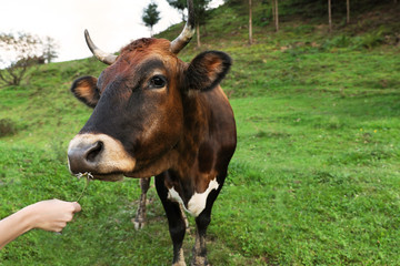 Woman feeding brown cow on green pasture, closeup