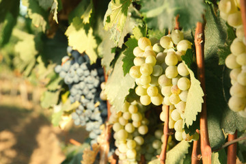 Fototapeta premium Bunches of grapes growing in vineyard on sunny day. Wine production