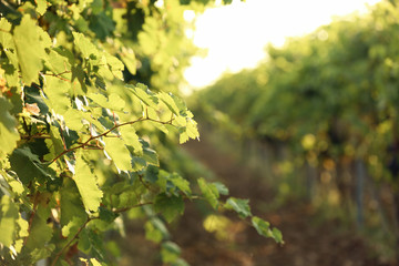Green grape vines growing in vineyard, closeup view