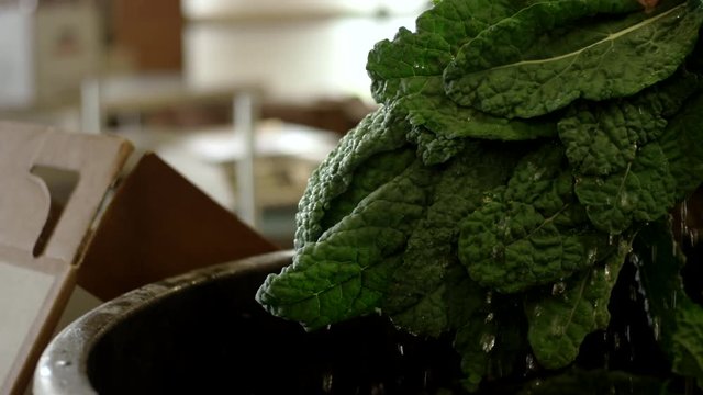 Close up of a farmer pulling wet organic kale from a large bucket of water and placing them in a box