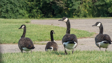 Canadian geese in a gaggle