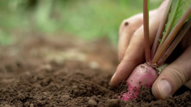 Close up shot of a radish being pulled from the soil by a male hand, revealing its roots