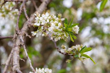 Obraz premium white flowered branch of plum in spring