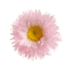 Beautiful bright aster flower on white background, top view