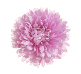 Beautiful bright aster flower on white background, top view
