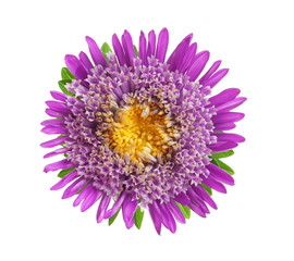 Fototapeta premium Beautiful bright aster flower on white background, top view