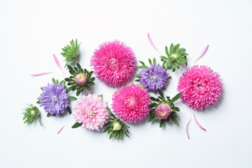 Beautiful aster flowers on white background, top view. Space for text