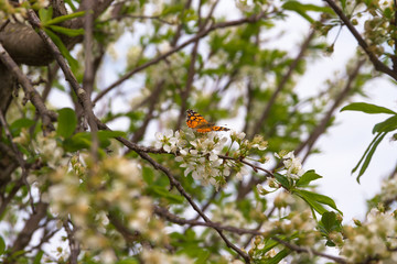butterfly perched on the branches of the flowering plum
