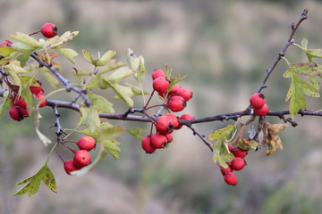 Red Rose hip