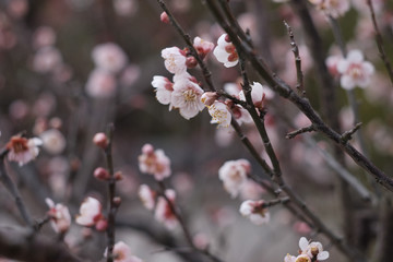 梅