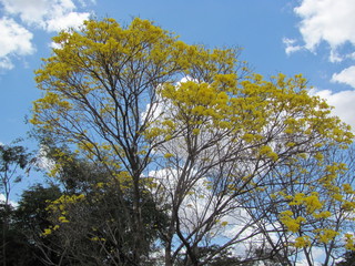 Fototapeta premium IPÊ AMARELO