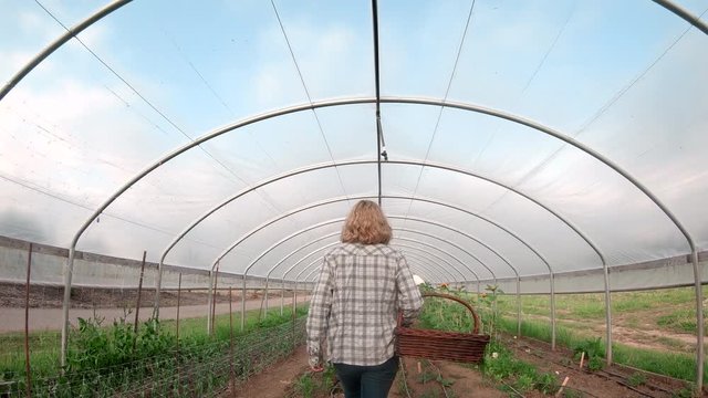 Blonde female farmer in plaid carries a basket of produce and walks through the greenhouse on an organic farm