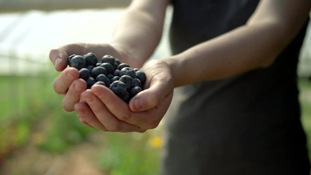Close up shot of a woman on an organic farm, raising a handful of organic blueberries towards the camera, into focus
