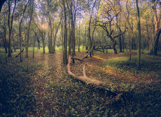 tree trunk in the forest
