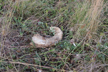 detached cow horn in nature