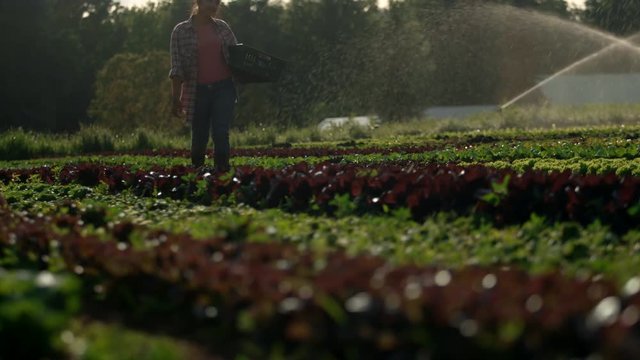 Beautiful young woman in plaid, smiles serenely and carries a basket of produce through the fields of an organic farm during dusk, while sprinklers spray in the background