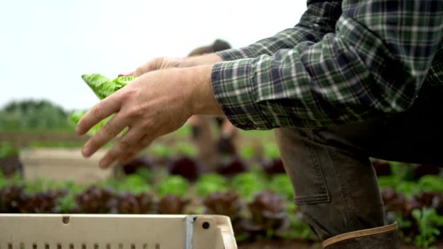 Close up shot of a male farmer hands, picking through organic lettuce with a small knife, and placing leaves in a basket
