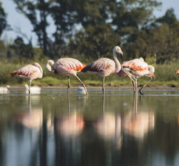 flamencos