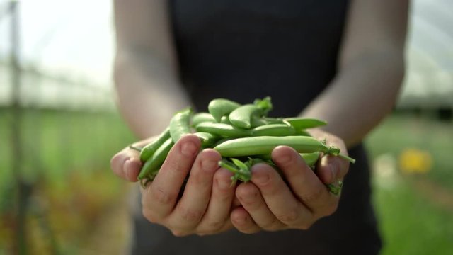 Close up shot of a woman on an organic farm, raising a handful of green beans towards the camera and into focus