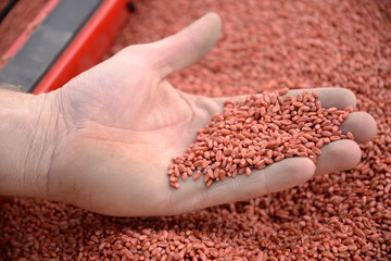 Zaprawione nasiona na dłoni w siewniku
