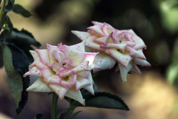 flower blossoming in the garden in Iran, Flower roses