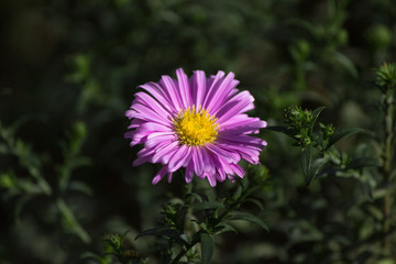 Fototapeta premium purple flowers of aster dumosus, flower of American asters.