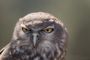 Portrait of a barking owl at a sanctuary in Brisbane, Queensland, Australia.