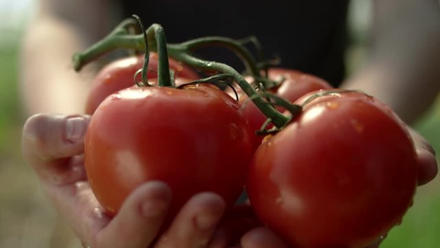 Close up shot of a woman on an organic farm, pushing a bundle of red organic tomatoes into focus and then back out