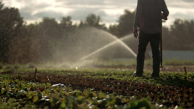 Low shot of a male farmer walking through the lettuce fields on an organic farm during dusk, while sprinklers spray water in the background
