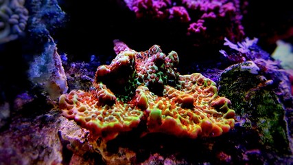 Montipora colorful SPS coral in Reef aquarium tank © Kolevski.V