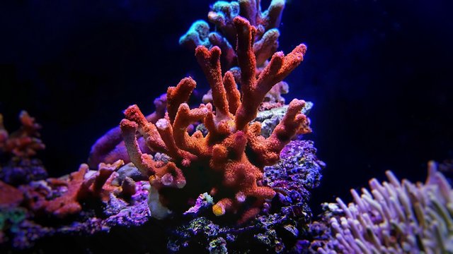 Montipora colorful SPS coral in Reef aquarium tank