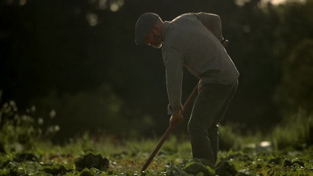 Handsome farmer in a cap uses a hoe to till the organic farm of weeds during magic hour