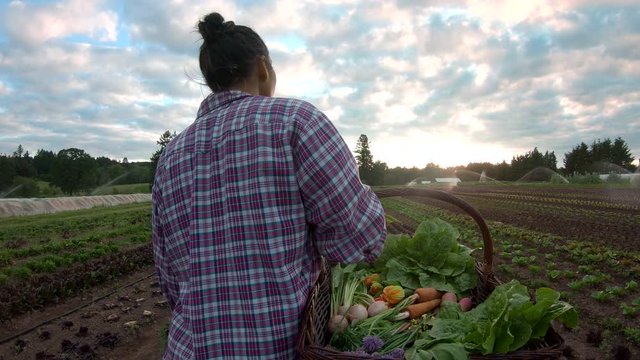 Tracking shot of a beautiful female farmer in plaid carrying a basket of produce through the fields of an organic farm at dusk, while sprinklers spray in the background
