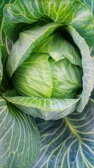 Fototapeta premium Close-up view of a vibrant green cabbage head with detailed outer leaves and prominent veins, naturally growing in a garden or field.