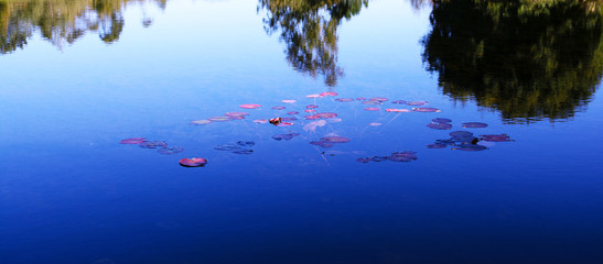 blue lake with lotus flowers - Lago azul con flores de loto