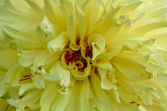 Bright yellow dahlia, closeup